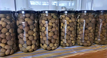 bottling green olives